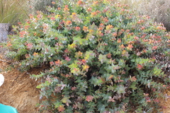 Protea amplexicaulis