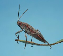 Leptocoris mitellatus