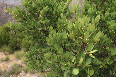 Ebenaceae