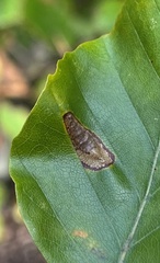 Parornix fagivora