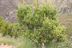 Ebenaceae