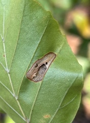 Parornix fagivora