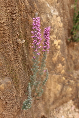 Erica trichadenia
