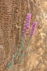 Erica trichadenia