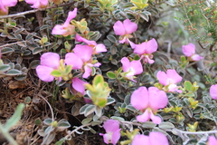 Podalyria calyptrata