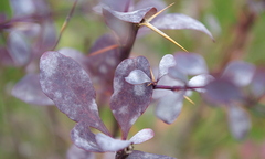 Erysiphe berberidis