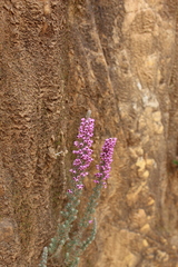 Erica trichadenia