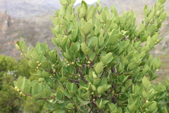 Ebenaceae