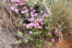 Podalyria calyptrata