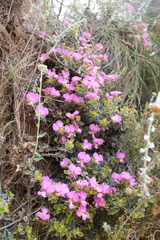 Podalyria calyptrata