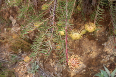 Leucospermum lineare