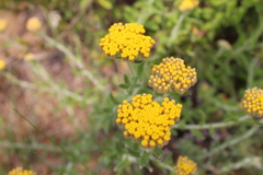 Helichrysum