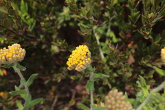 Helichrysum