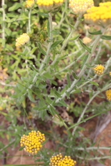 Helichrysum