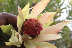 Leucadendron daphnoides