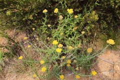 Helichrysum