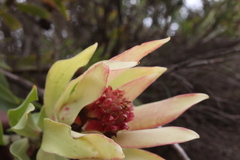 Leucadendron daphnoides