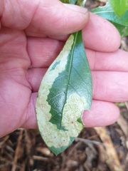 Corythoxestis zorionella