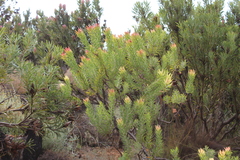 Leucadendron daphnoides