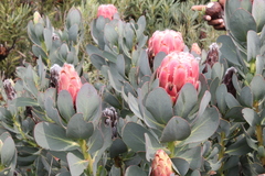 Protea grandiceps