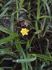 Hypoxis aurea