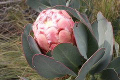 Protea grandiceps