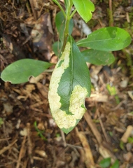 Corythoxestis zorionella