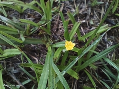 Hypoxis aurea
