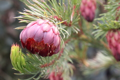 Protea nana