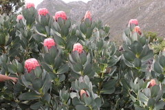 Protea grandiceps