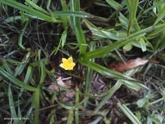 Hypoxis aurea