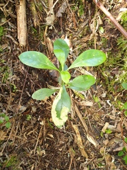 Corythoxestis zorionella