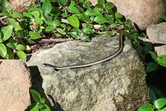 Dendrelaphis pictus