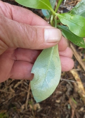 Corythoxestis zorionella