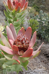 Leucadendron daphnoides