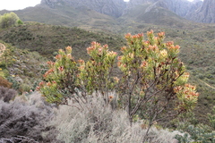 Leucadendron daphnoides