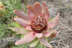 Leucadendron daphnoides