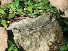 Dendrelaphis pictus