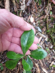 Corythoxestis zorionella