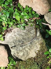 Dendrelaphis pictus