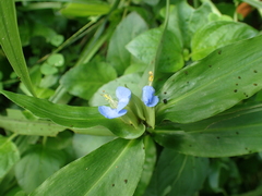 Commelina auriculata