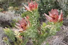 Leucadendron daphnoides