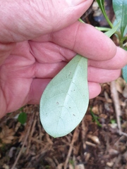 Corythoxestis zorionella