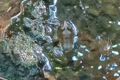 Limnonectes malesianus