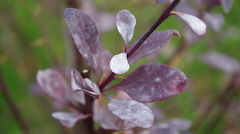 Erysiphe berberidis
