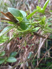 Vincetoxicum hirsutum