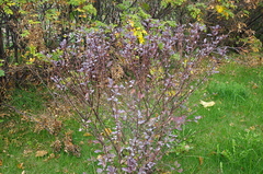 Erysiphe berberidis