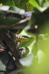Boiga melanota