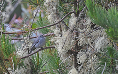 Geospizopsis unicolor