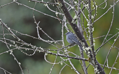 Geospizopsis unicolor